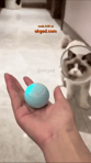 This little ball blinks, runs and makes noise! #cat #pet #toy #okgad